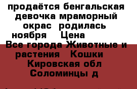 продаётся бенгальская девочка(мраморный окрас).родилась 5ноября, › Цена ­ 8 000 - Все города Животные и растения » Кошки   . Кировская обл.,Соломинцы д.